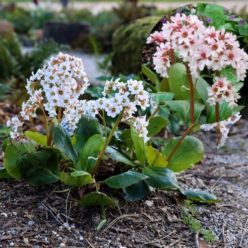 Bergenia 'Bressingham White' - Bergeenia 'Bressingham White' P9/0,55L 
